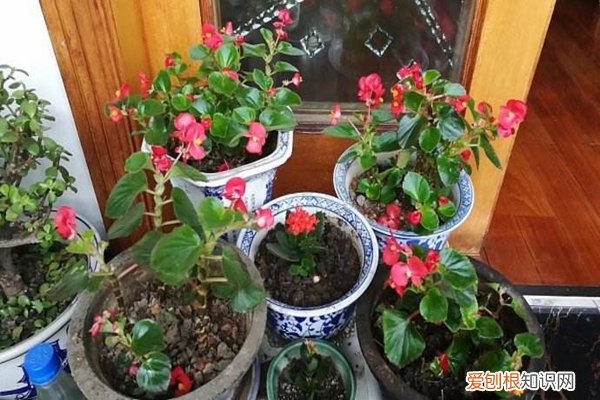 这块“大饼子”,掰碎成块埋土里,啥花都能长壮实!