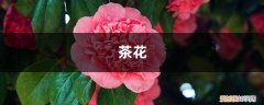 茶花长花苞后可以用花多多2号吗 茶花“开花”少，一粒“药片”喂下，花苞呼呼窜，能看好几