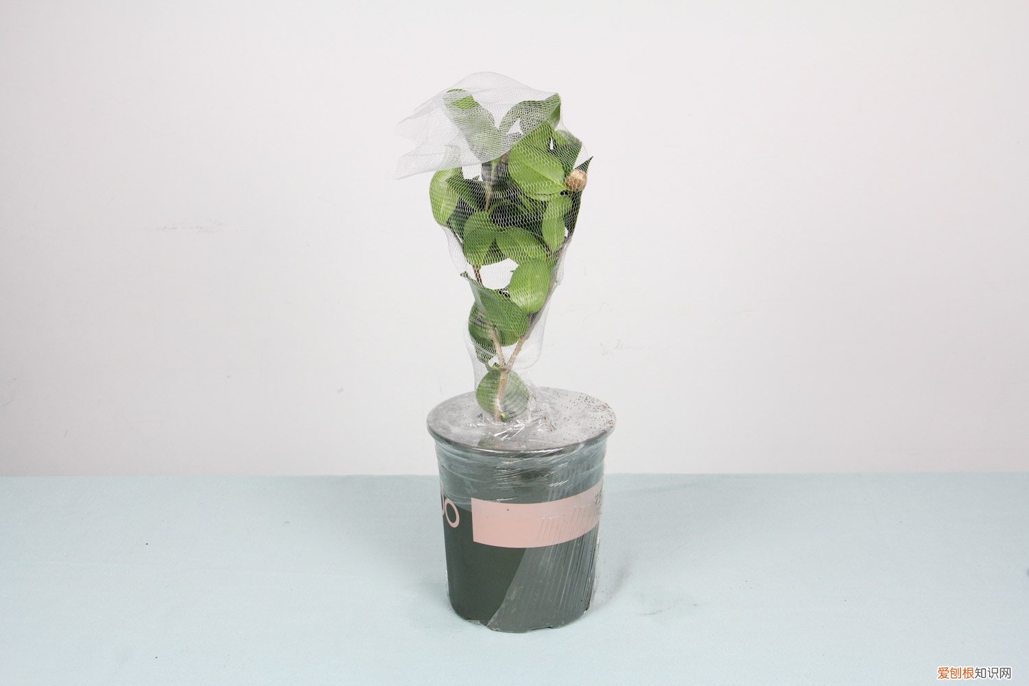 茶花长花苞后可以用花多多2号吗 茶花“开花”少，一粒“药片”喂下，花苞呼呼窜，能看好几个月！