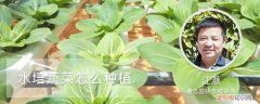 水培蔬菜怎么种植方法 水培蔬菜怎么种植