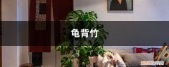 龟背竹叶子打蔫 “龟背竹”冬日叶子发蔫，用“它”兑清水，稀释后喷叶片，几天就变油绿！