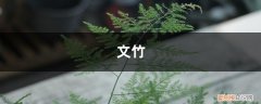 文竹能浇白糖水 “文竹”长不好？试试这种“糖水”，一月喂一勺，叶子枝繁叶茂！