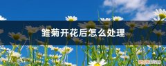 雏菊开过花后怎么处理 雏菊开花后怎么处理
