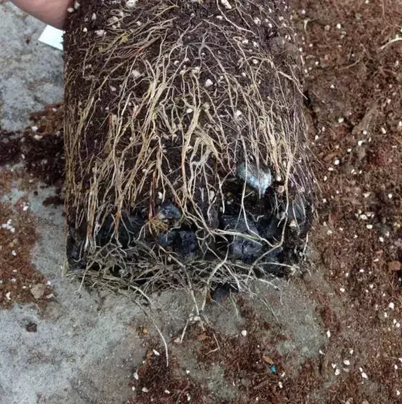 养花烂根了土怎么处理，张大爷养花用土法子，排水快，不烂根，根粗叶肥爆满盆