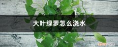 大叶绿萝怎么浇水,养殖方法和注意事项 大叶绿萝怎么浇水，养殖方法和注意事项