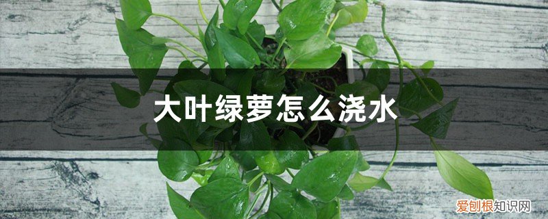 大叶绿萝怎么浇水,养殖方法和注意事项 大叶绿萝怎么浇水，养殖方法和注意事项