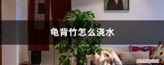 龟背竹几天浇水 龟背竹怎么浇水，多久不浇水会死