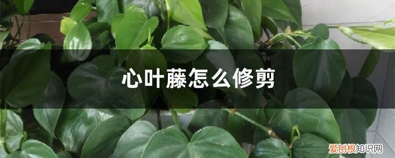 心叶藤掉叶子 心叶藤怎么修剪