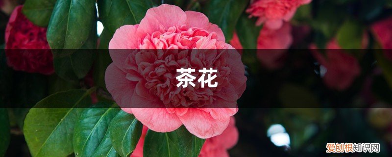 茶花刚长花苞是什么样子 记住这5点，茶花疯狂冒花苞，开花碗口大！