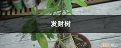 冬天怎样养发财树叶子发黄 冬天发财树养护，掌握好这“3个”技巧，叶常青不发黄！