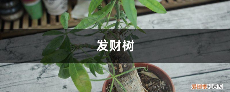 冬天怎样养发财树叶子发黄 冬天发财树养护,掌握好这“3个”技巧,叶常青不发黄!