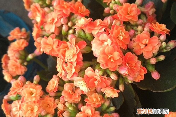 这6种花真耐旱,半个月不浇水,竟然也能狂开花的植物 这6种花真耐旱，半个月不浇水，竟然也能狂开花！