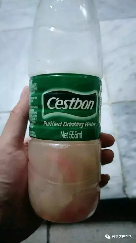 西红柿洋葱能一起吃吗?，西红柿洋葱胡萝卜，切碎加水倒盆里，叶子绿油油，花开娇滴滴