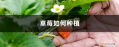 草莓腐烂是什么样子的 草莓表面刮点皮，扔土里蹭蹭冒芽，结出100个果子！