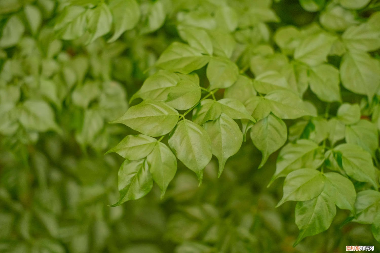 幸福树一年施几次肥 幸福树用什么肥料最好，多久施一次肥