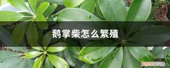鹅掌柴怎么繁殖后代 鹅掌柴怎么繁殖