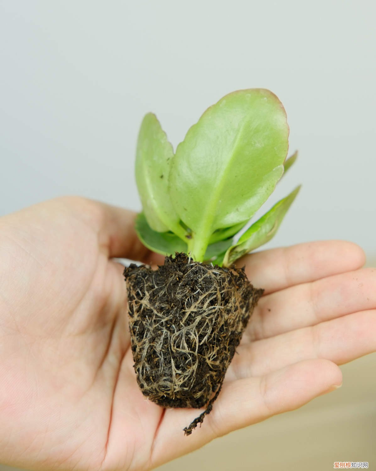 长寿花促进花苞形成用什么 正月给“长寿花”做个小动作，花苞再长一倍，枝芽蹿不停！