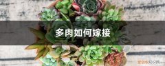 多肉老桩繁殖方法 多肉能嫁接！一根杆长出5个品种，2分钟成老桩！