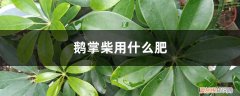 鹅掌柴用什么肥长得最好 鹅掌柴用什么肥，怎么养长得快