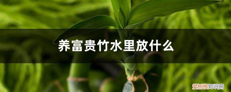 富贵竹能放水里养吗 养富贵竹水里放什么，冷开水可以养富贵竹吗