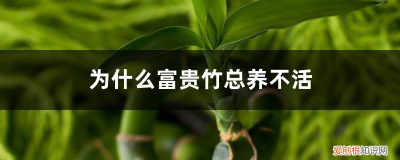 富贵竹养多了好吗 为什么富贵竹总养不活，长太高存活率低吗