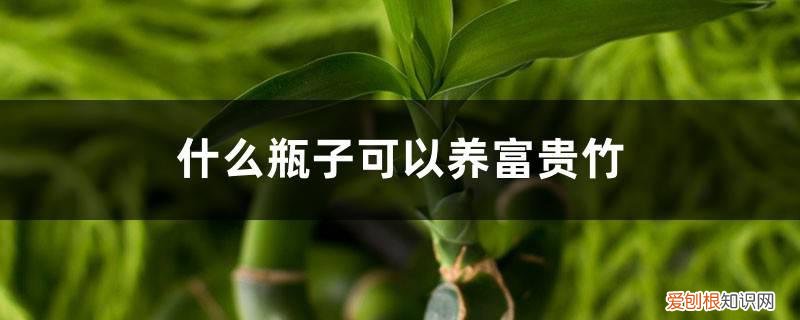养富贵竹瓶里放多少水合适 什么瓶子可以养富贵竹，瓶子要装多少水