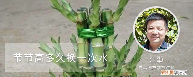 节节高一次浇多少水 节节高多久换一次水，如何修剪叶子