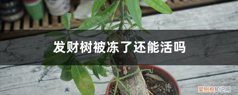 发财树被冻了还能活吗,树干烂了还能活吗图片 发财树被冻了还能活吗，树干烂了还能活吗