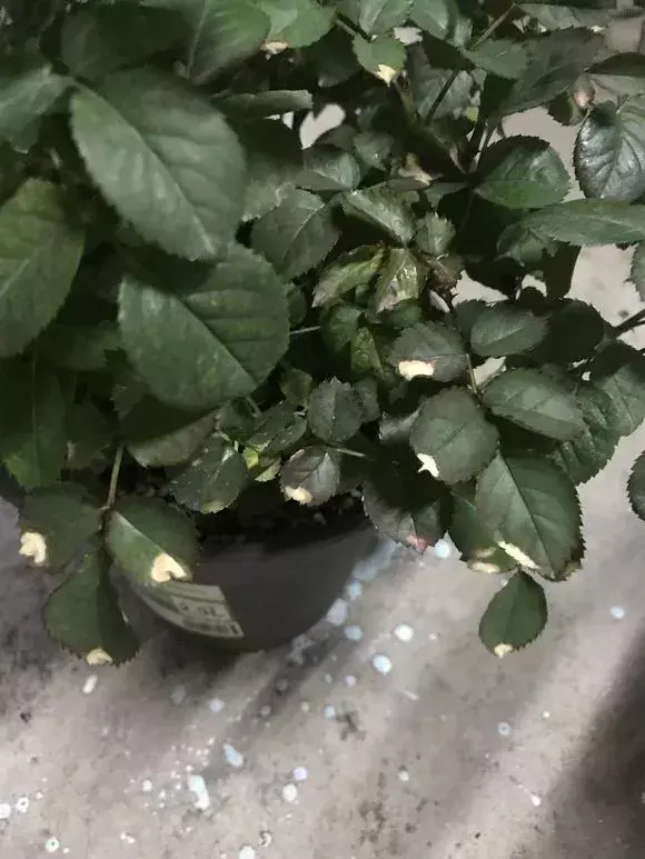 化肥能给花施肥吗，养花施肥，“4大误区”别犯错，否则适得其反，花儿反而遭殃！