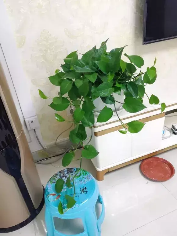 绿萝好养还是吊兰好养，老花农1句话，简单易学，绿萝吊兰养一盆爆一盆