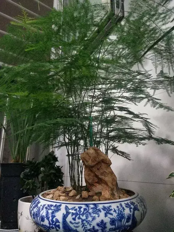 绿萝好养还是吊兰好养，老花农1句话，简单易学，绿萝吊兰养一盆爆一盆
