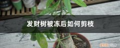 发财树冻伤怎么修剪 发财树被冻后如何剪枝，什么时候剪枝