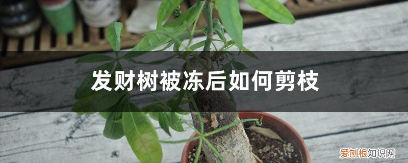 发财树冻伤怎么修剪 发财树被冻后如何剪枝，什么时候剪枝