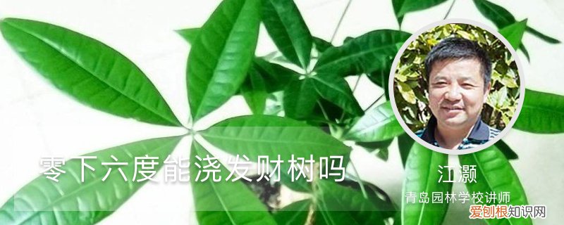 零下六度能浇发财树吗,冬季浇水注意事项 零下六度能浇发财树吗，冬季浇水注意事项