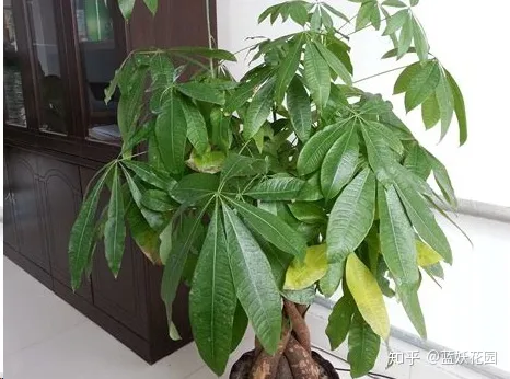 阳台种花如何浇水，阳台养花，浇你4个小技巧，花花不烂根，爆盆快！
