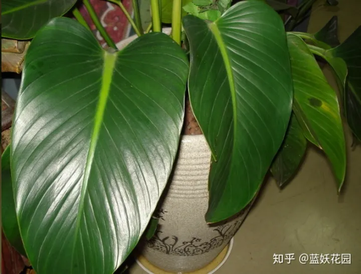 阳台种花如何浇水，阳台养花，浇你4个小技巧，花花不烂根，爆盆快！
