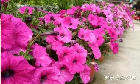 阳台种花如何浇水，阳台养花，浇你4个小技巧，花花不烂根，爆盆快！