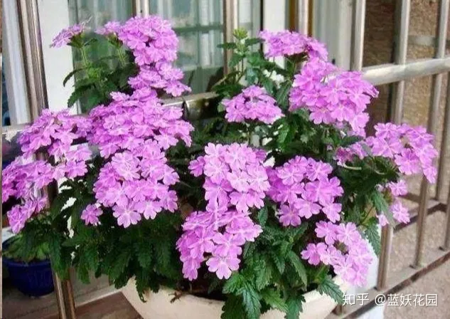 阳台种花如何浇水，阳台养花，浇你4个小技巧，花花不烂根，爆盆快！