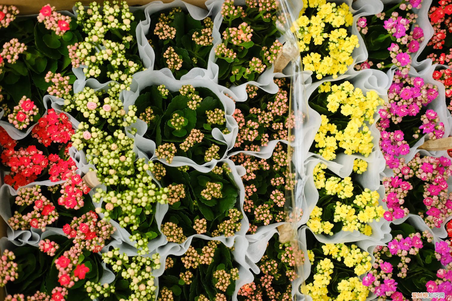 长寿浇点青菜水,10天黄花变橙花,竟然越开越精致了 长寿浇点青菜水，10天黄花变橙花，竟然越开越精致！