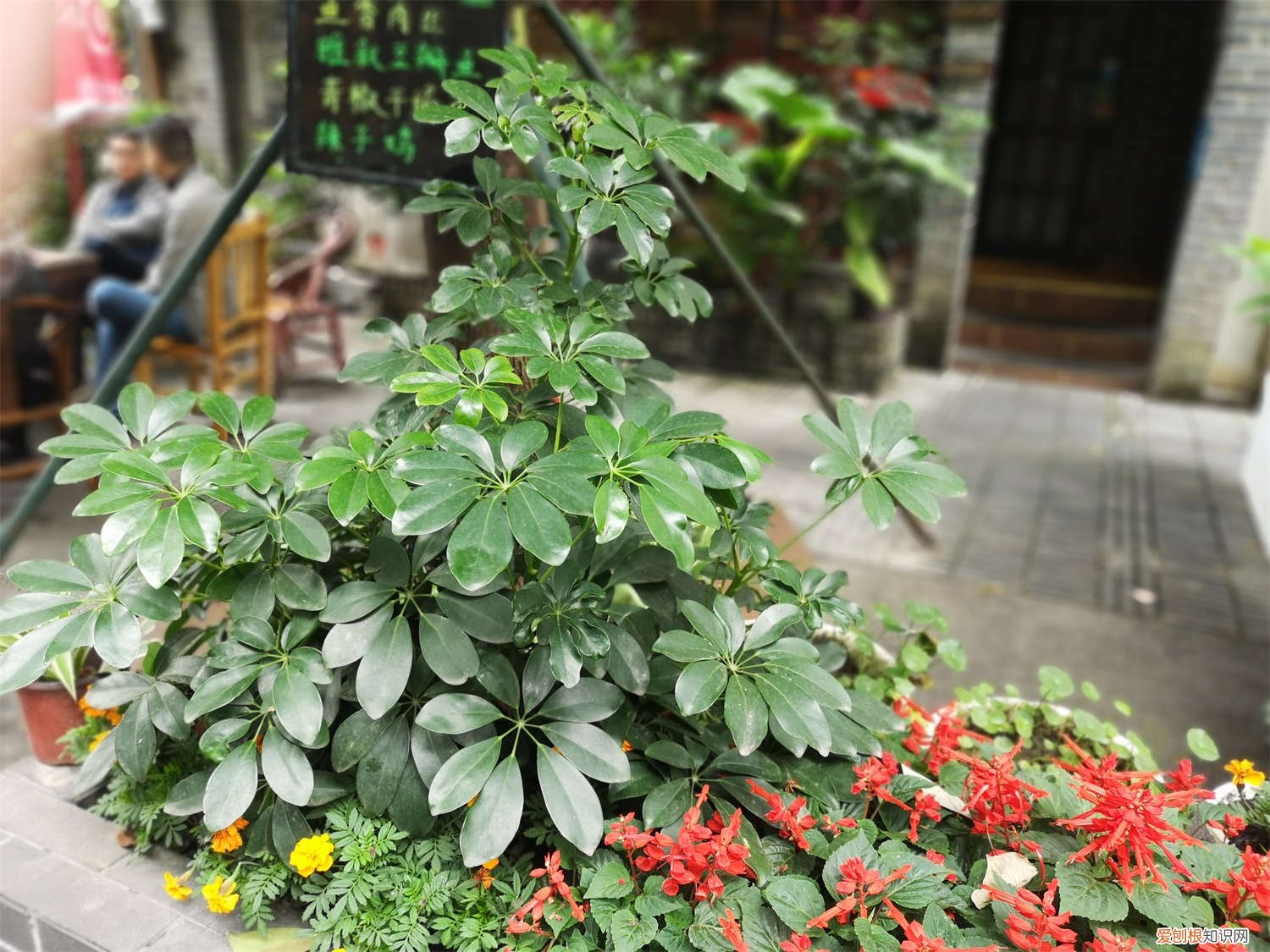 鸭掌木用多大的花盆栽 这种“鸭掌木”，养花新手也能养，一年能长1米高！