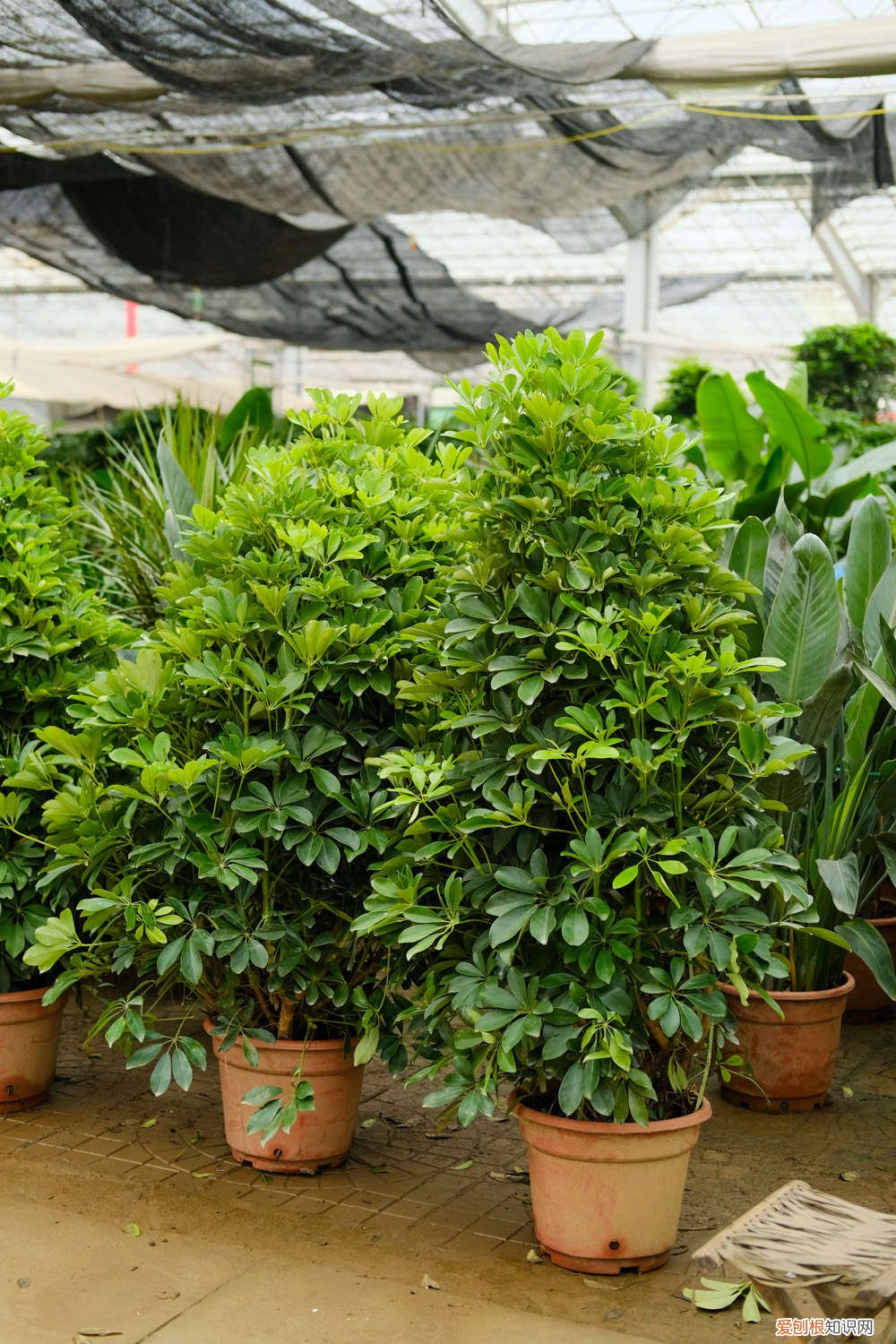 鸭掌木用多大的花盆栽 这种“鸭掌木”，养花新手也能养，一年能长1米高！
