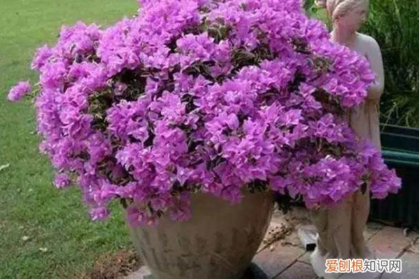 三角梅长枝条要修剪才开花吗 三角梅“冬天”剪个头，开花数量多，来年嫩芽也能长！