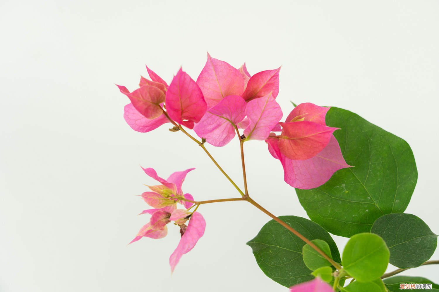 三角梅长枝条要修剪才开花吗 三角梅“冬天”剪个头，开花数量多，来年嫩芽也能长！