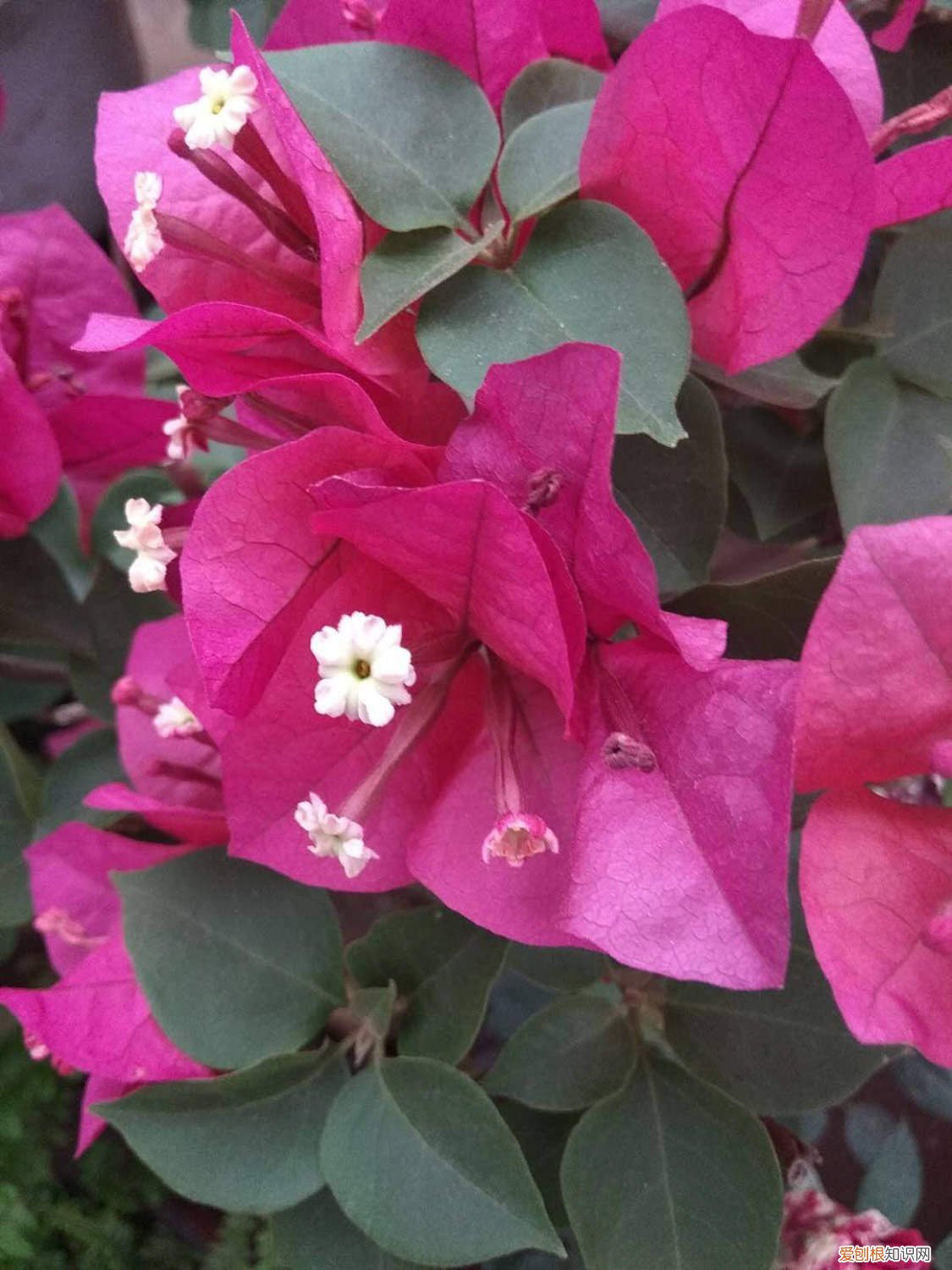 三角梅长枝条要修剪才开花吗 三角梅“冬天”剪个头，开花数量多，来年嫩芽也能长！
