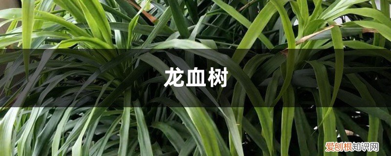 龙血树的养护方法,最适合新手,一学就会! 冬天养护“龙血树”，做好这“4个”小动作，绿叶如瀑布！