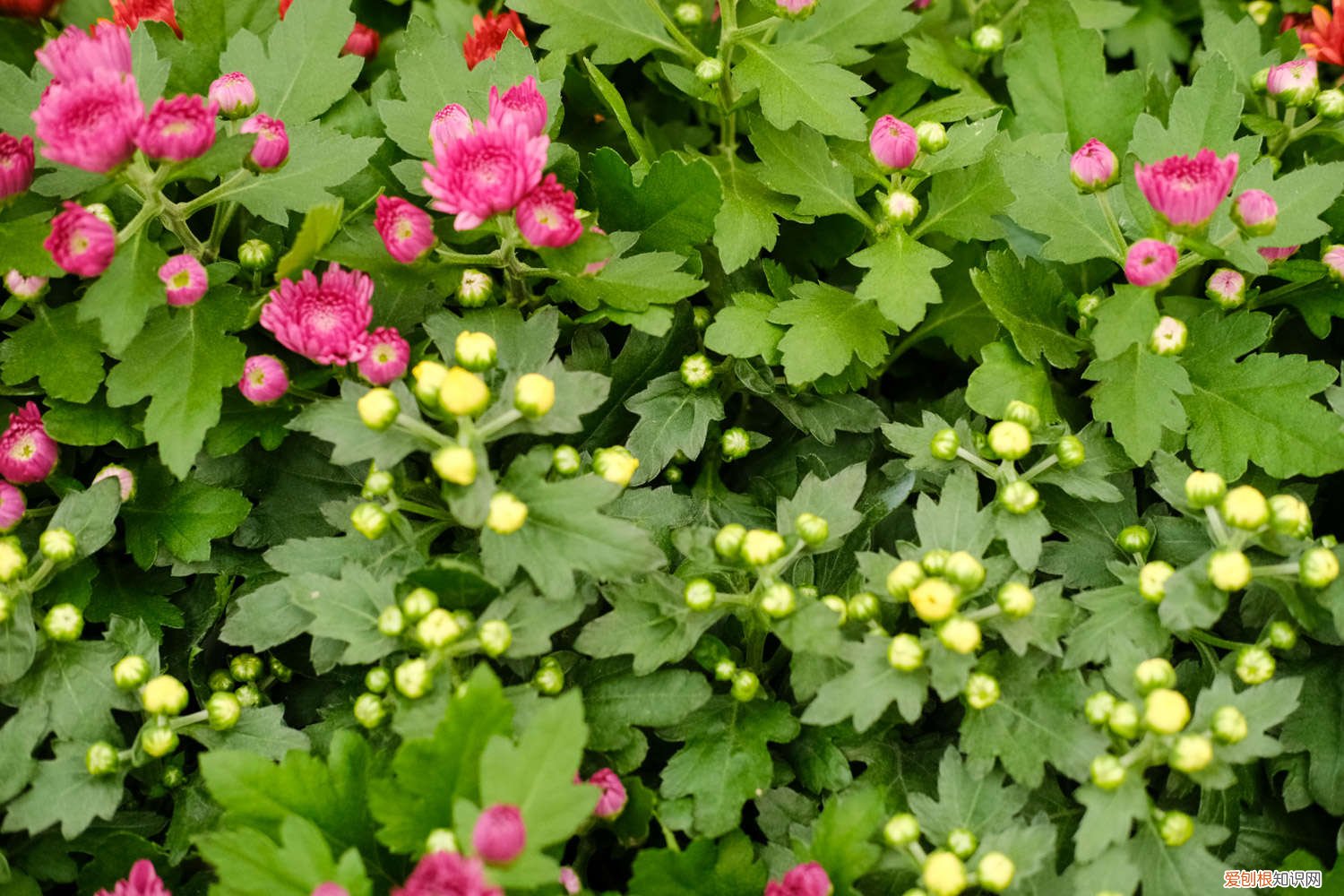菊花冬天怎么养才能养好 菊花冬天怎么养