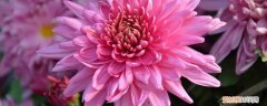 菊花冬天怎么养才能养好 菊花冬天怎么养