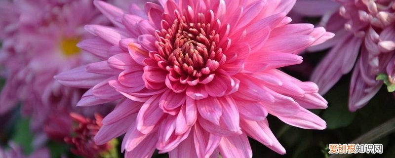 菊花冬天怎么养才能养好 菊花冬天怎么养