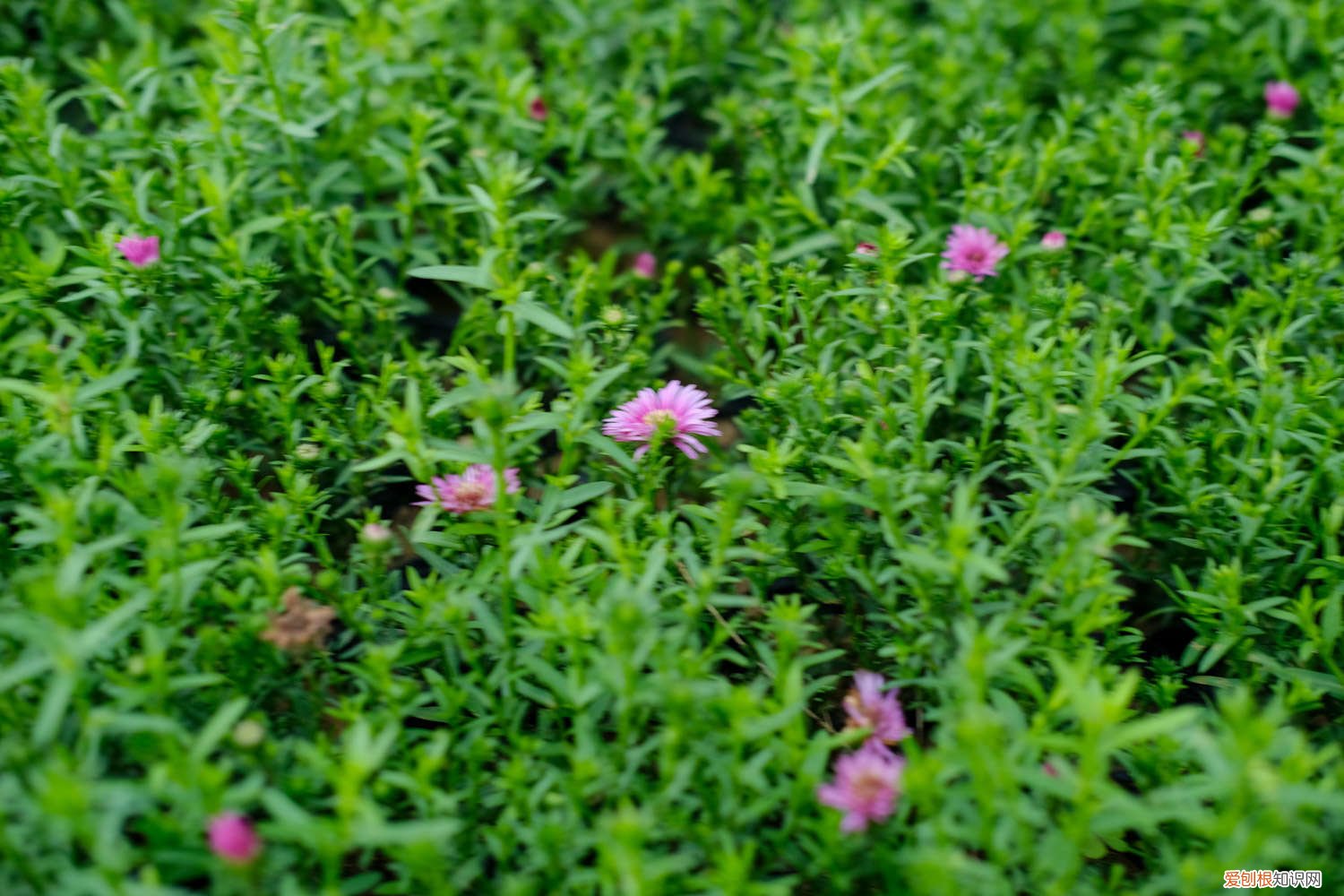 菊花冬天怎么养才能养好 菊花冬天怎么养