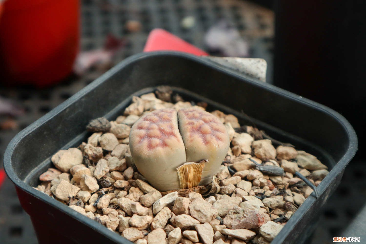 生石花怎么修根 生石花如何水培生根